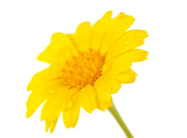 Flor amarilla aislada — Foto de Stock