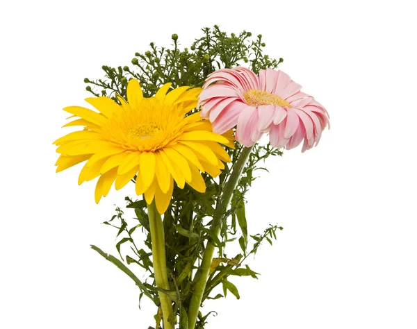 Bukiet kwiatów gerbera — Zdjęcie stockowe