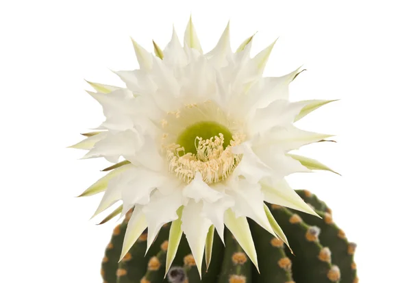 Krásná kaktus květ — Stock fotografie