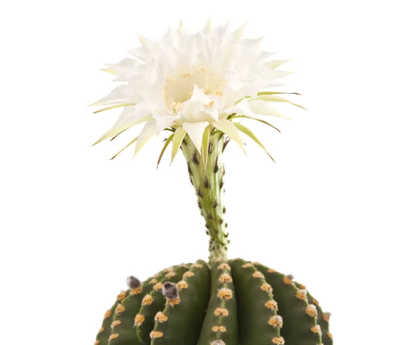 Krásná kaktus květ, samostatný — Stock fotografie