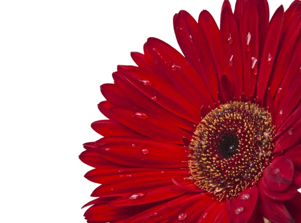 Izole kırmızı gerbera — Stok fotoğraf