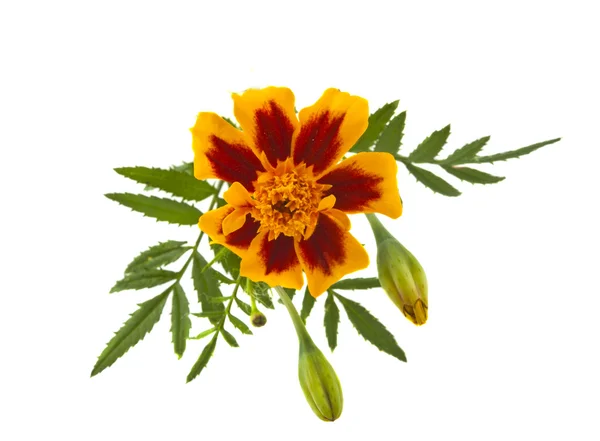 Marigold fleurs isolées — Photo