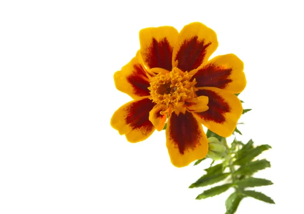 Marigold fleurs isolées — Photo