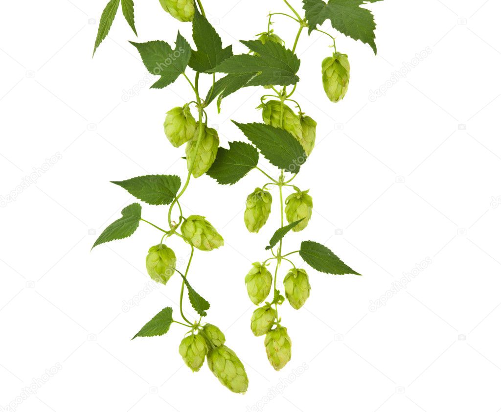 hops plant twined vine, young leaves