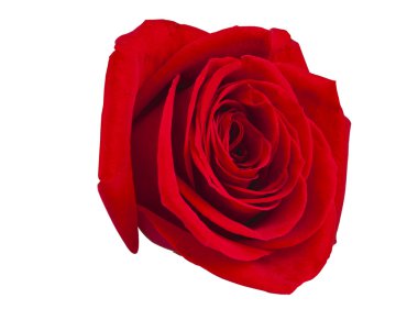 kırmızı gül izole