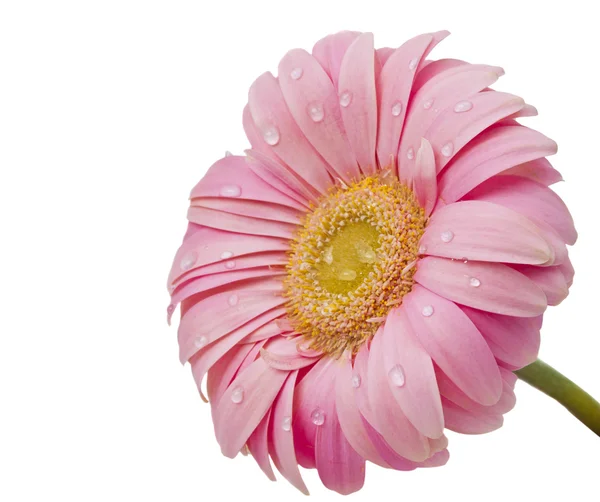 Pink gerbera with drops isolated — Stock Photo, Image