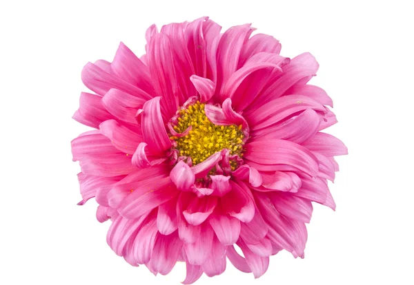 Różowy aster — Zdjęcie stockowe