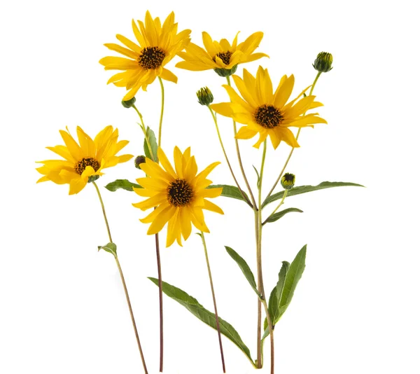 Fleurs jaunes isolées — Photo