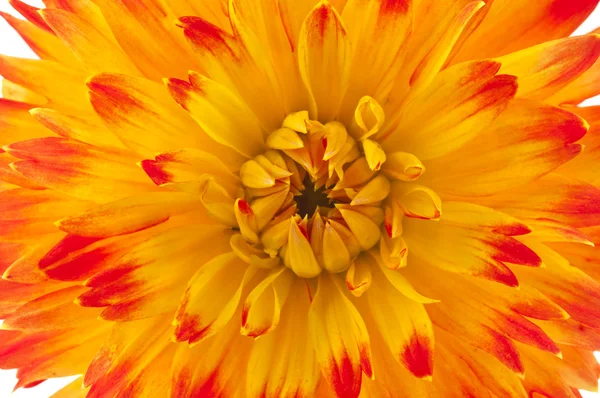 Bellissimo fiore di dalia — Foto Stock