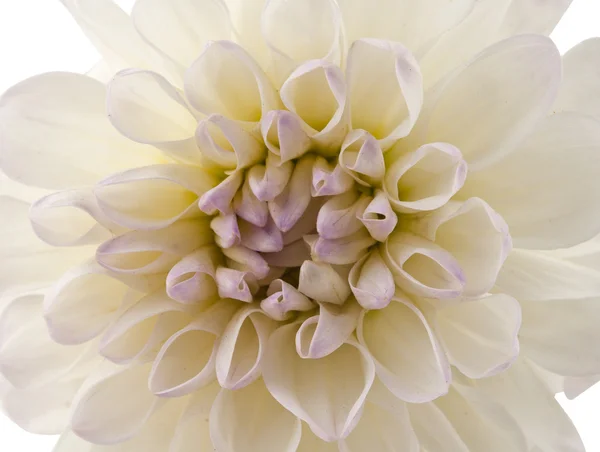 Prise de vue studio de couleur blanche Dahlia Isolé — Photo