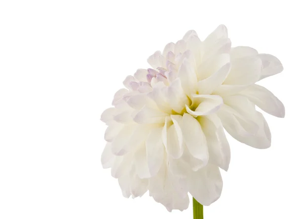 Tiro de estudio de Dahlia color blanco aislado — Foto de Stock