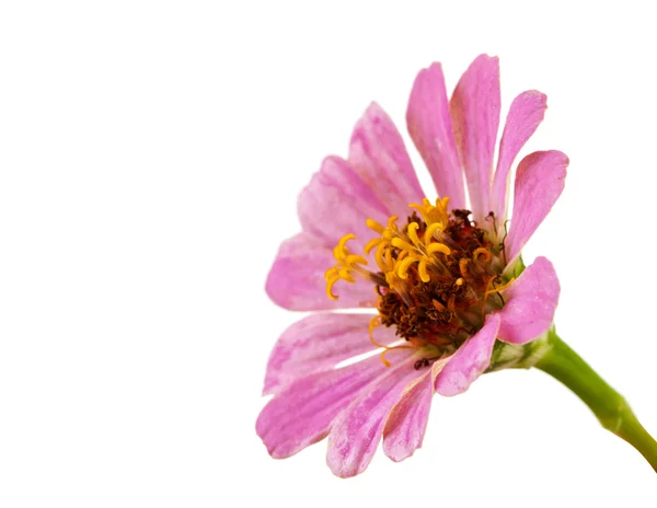 Zinnienblüte — Stockfoto