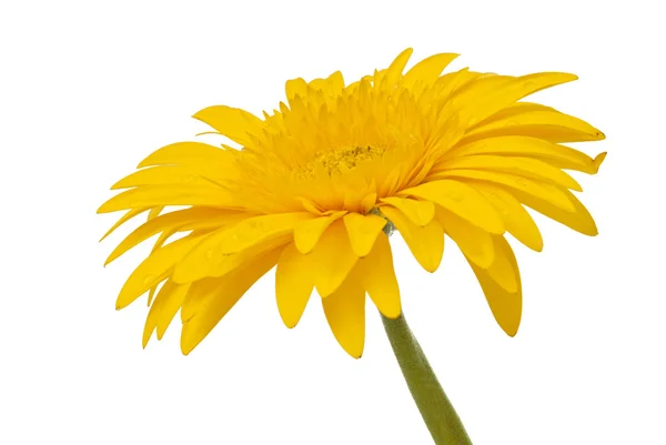 Yellow gerbera isolated — Stock Photo, Image