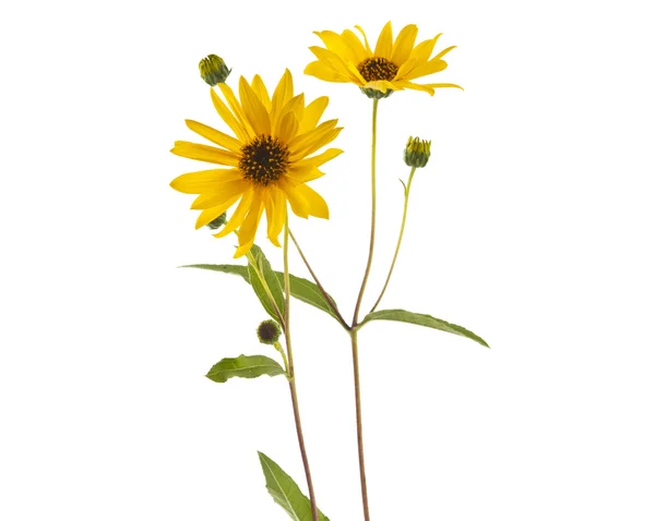 Yellow flowers isolated — Stock Photo, Image