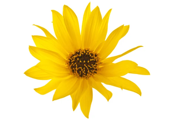 Flores amarillas aisladas —  Fotos de Stock