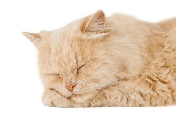 Sleeping cat — Stock Photo, Image