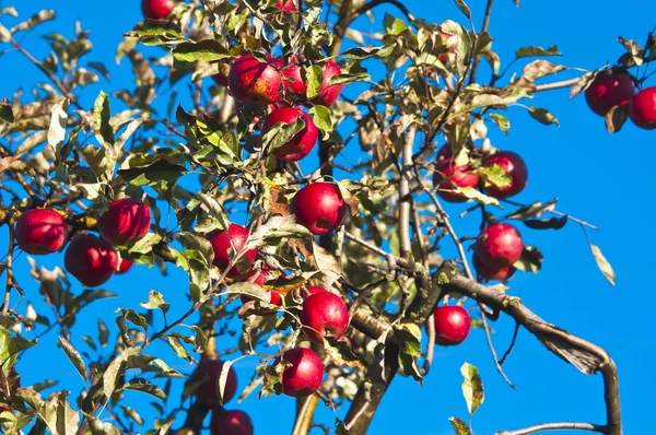 Jabłoń z czerwonymi jabłkami — Zdjęcie stockowe