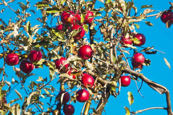 红苹果的苹果树 — 图库照片