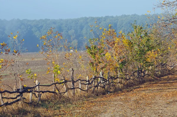 Autumn landscape — Stock Photo, Image