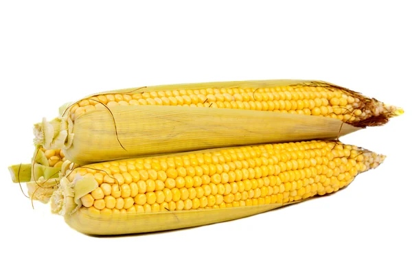 Ear of corn isolated — Stock Photo, Image