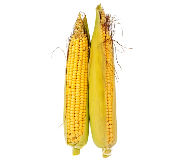 Ear of corn isolated — Stock Photo, Image