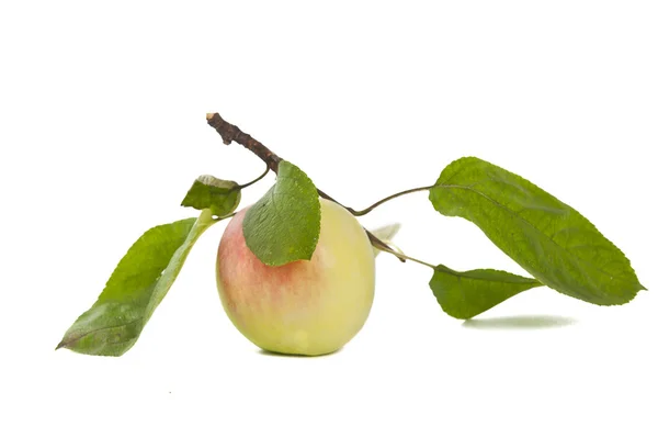 Apple isolated — Stock Photo, Image