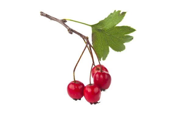 Hawthorn isolated — Stock Photo, Image