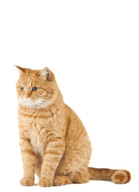 zencefil kedi izole