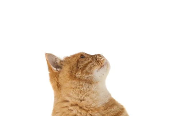 Ginger cat isolated — Stock Photo, Image