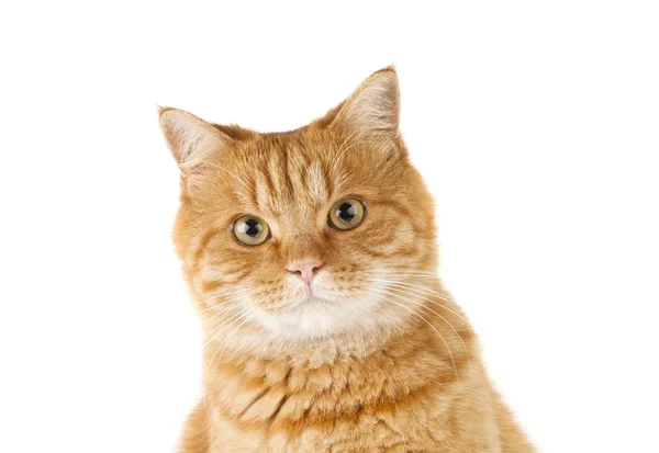 分離した生姜猫 — ストック写真