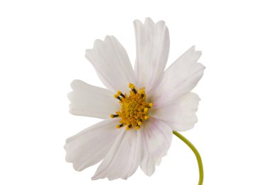 Beyaz cosmea çiçek