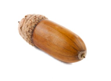 izole meşe palamudu