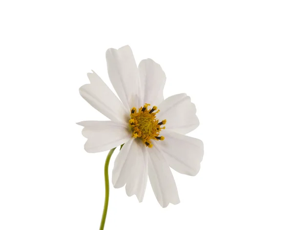 Fiore cosmea bianco — Foto Stock