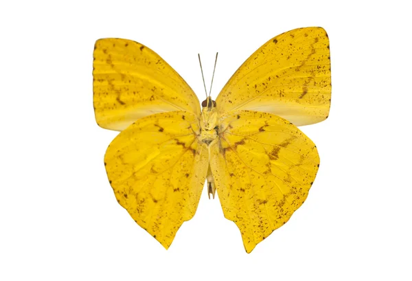 Yellow butterfly isolated on a white background — Stock Photo, Image