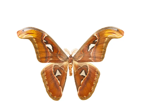 Gece Atlas moth (Attacus) — Stok fotoğraf