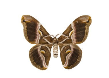 güzel kelebek izole