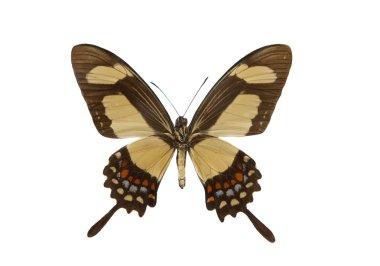 güzel kelebek izole