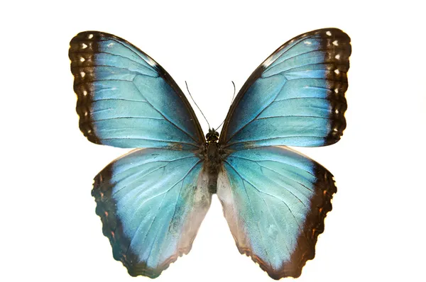 Zavřete makro snímek blue Butterfly izolován — Stock fotografie