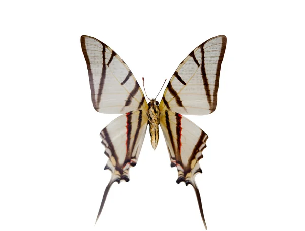 Hermosa mariposa aislada — Foto de Stock