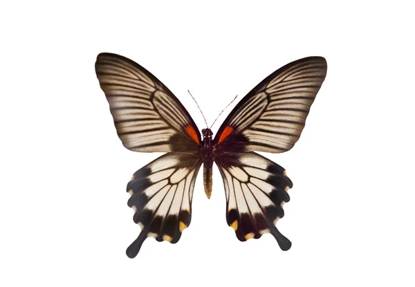 Beau papillon isolé — Photo