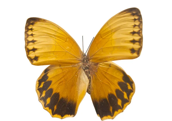 Beau papillon isolé — Photo