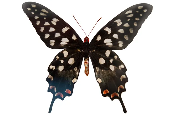Prachtige vlinder geïsoleerd — Stockfoto