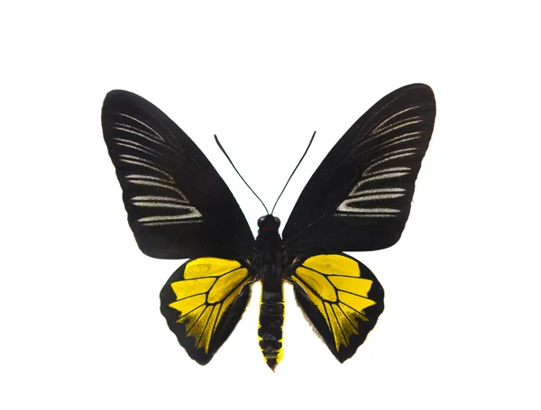 Beau papillon isolé — Photo