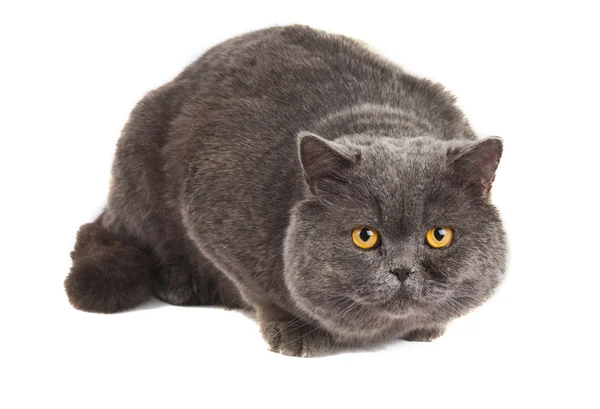 Gray cat isolated — Stock Photo, Image