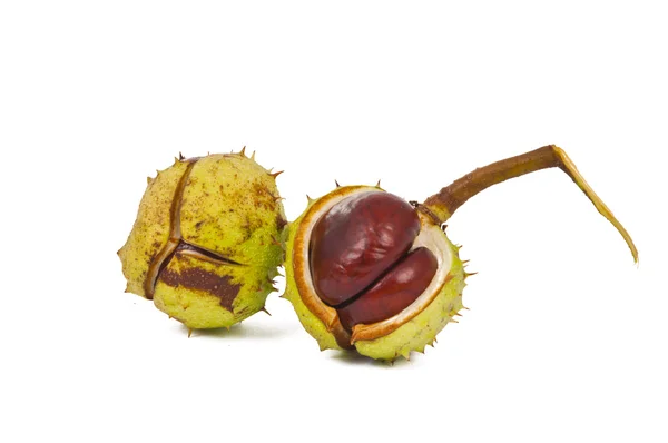 Chestnut isolated — Stock Photo, Image