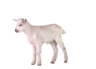 izole küçük keçi