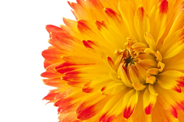 Beautiful dahlia flower isolated — Stock Photo, Image