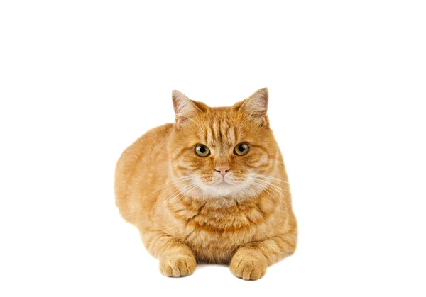 Ingefära katt isolerade — Stockfoto