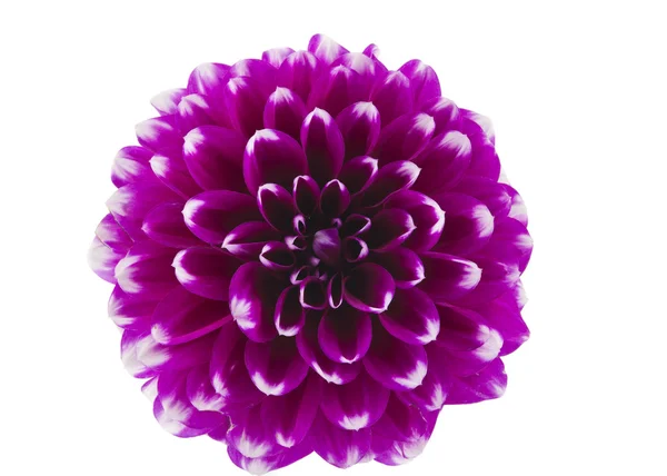 Dahlia isolado — Fotografia de Stock