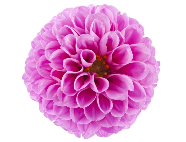 Pink of a dahlia isolated — Stock Photo, Image
